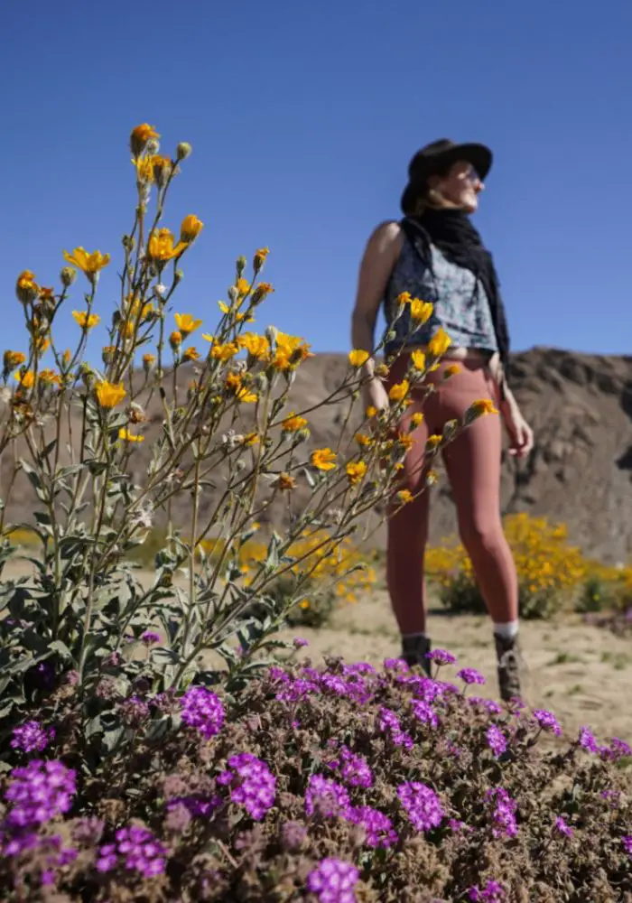 Monica between the colorful wildflowers in Anza Borrego Desert State Park.