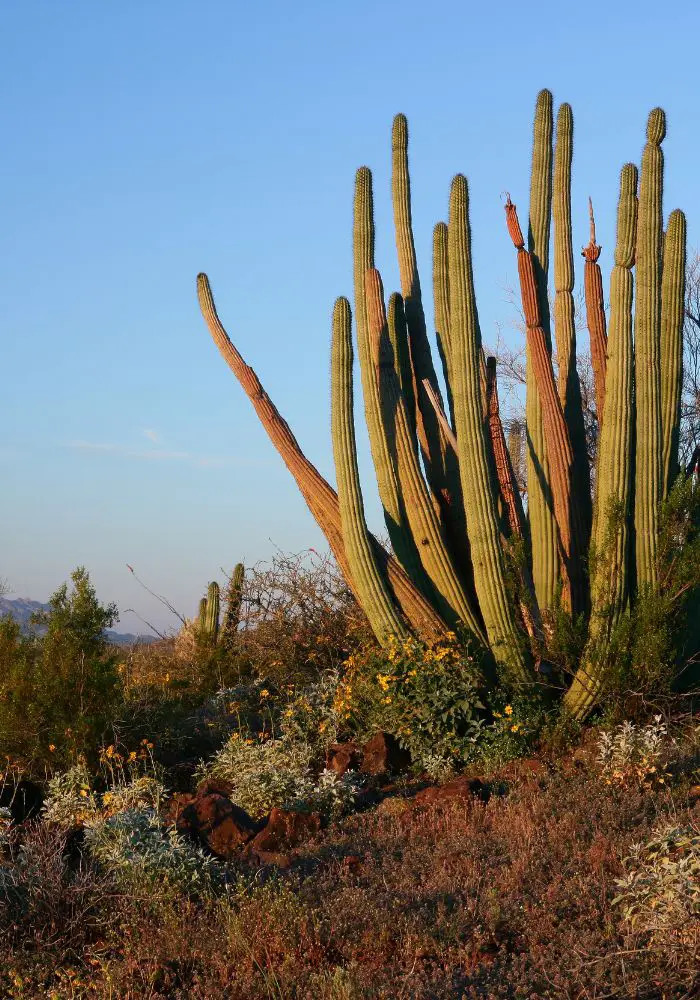 The abundant cacti at Organ Pipe Cactus National Monument, one of the best Arizona Bucket List Things To Do.