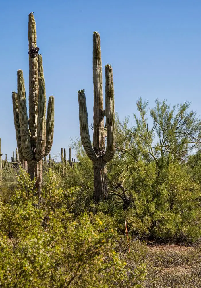 Giant saguaro cacti in Scottsdale, one of the best Arizona Bucket List Things To Do.