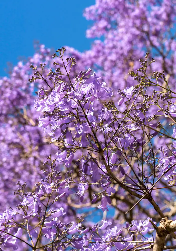 The brilliant purple jacarandas blooms in LA, one of The Best California Flower Fields.
