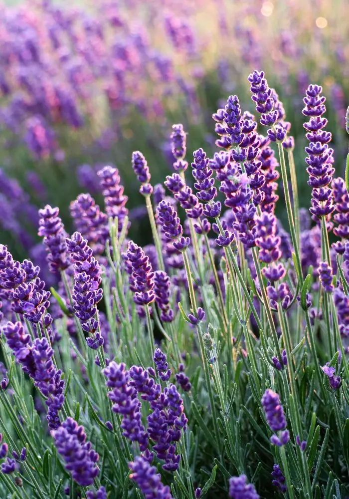 Beautiful lavender in northern California, one of The Best California Flower Fields.