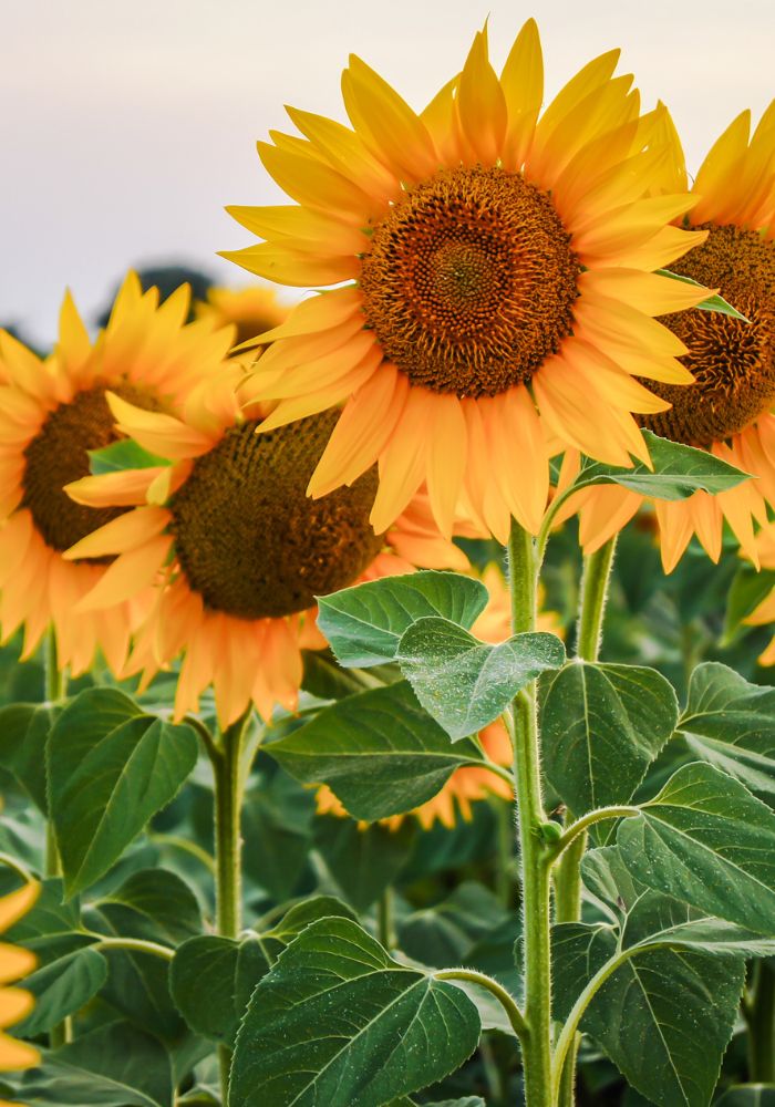 Happy yellow sunflowers in SoCal, one of The Best California Flower Fields.