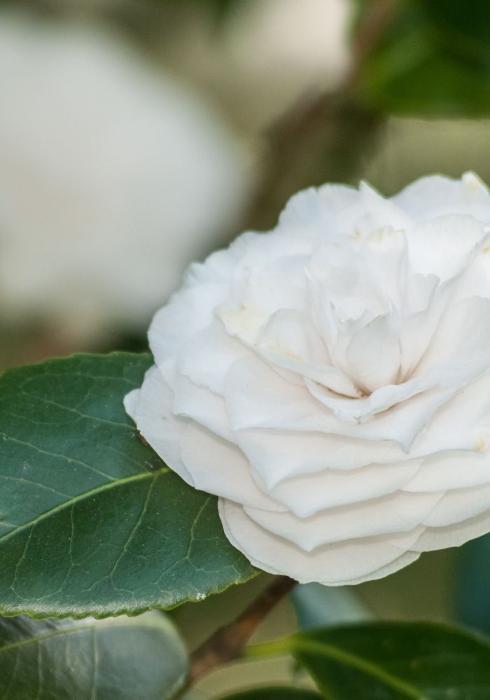 A white camellia near Los Angeles, one of The Best California Flower Fields.