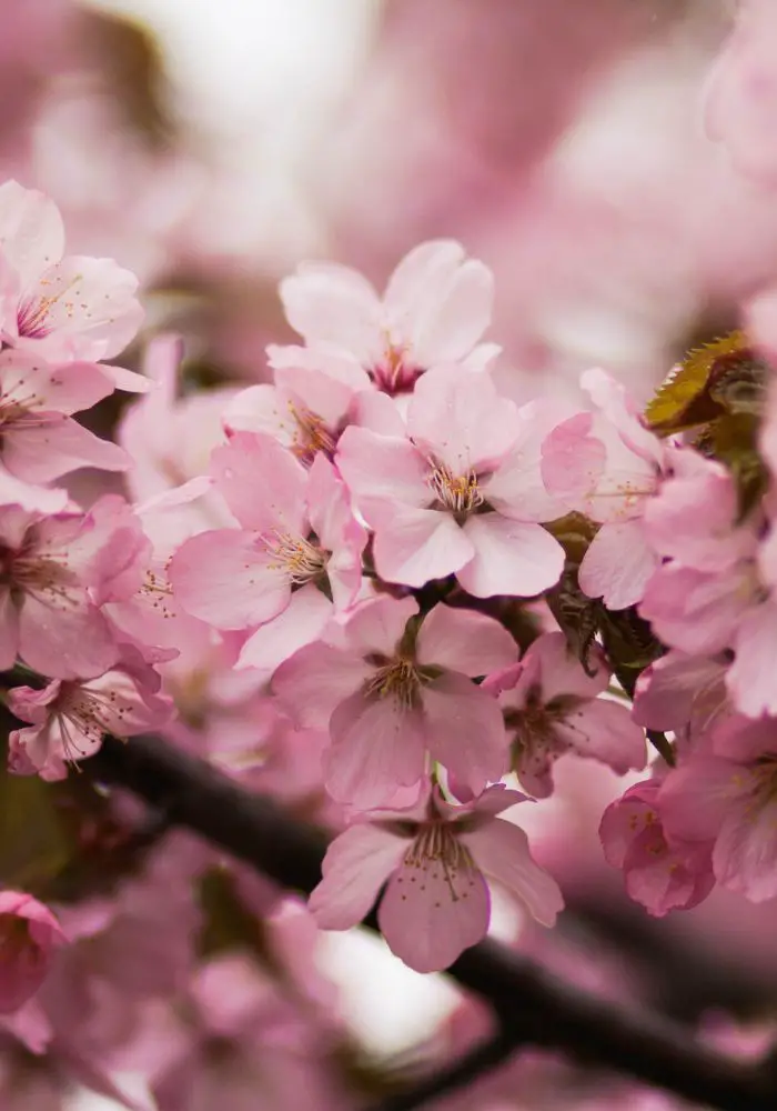 The small pink flowers of cherry blossoms, one of The Best California Flower Fields.