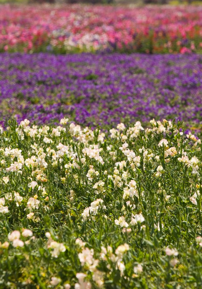 Several colorful flower fields in Lompoc, one of The Best places to see California Flower Fields.