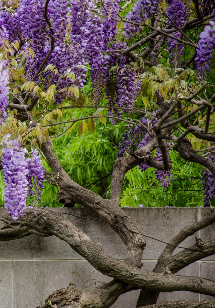 Purple wisteria blooms on a big tree.