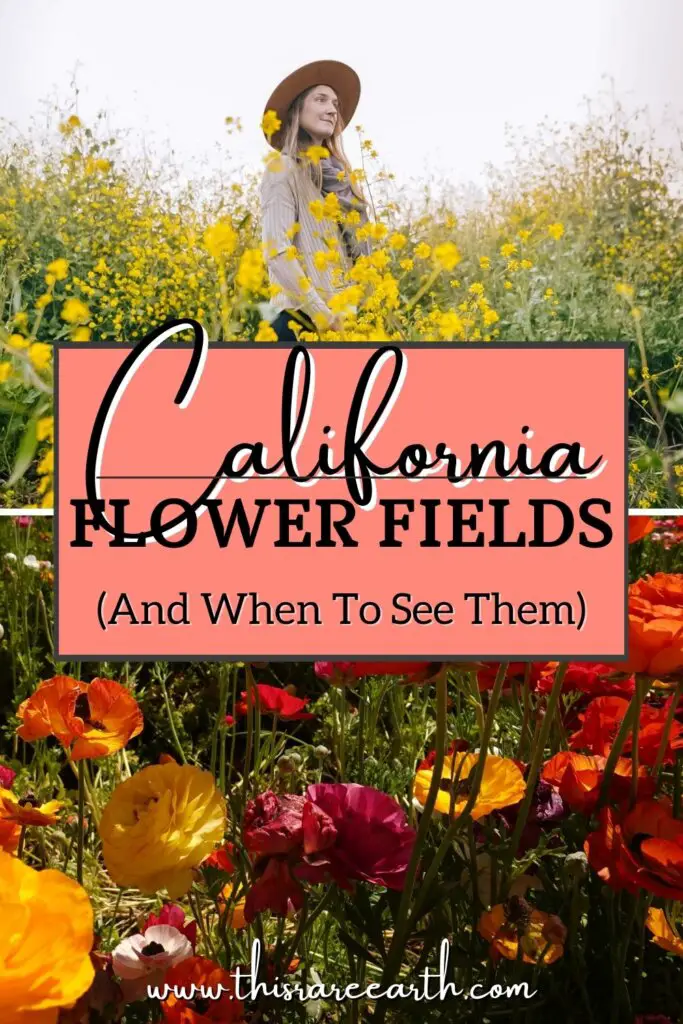 The Best California Flower Fields (And When To See Them) Pinterest pin.