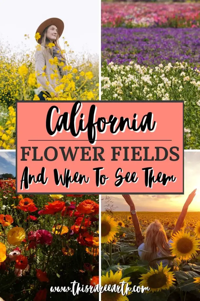 California Flower Fields Pinterest pin.