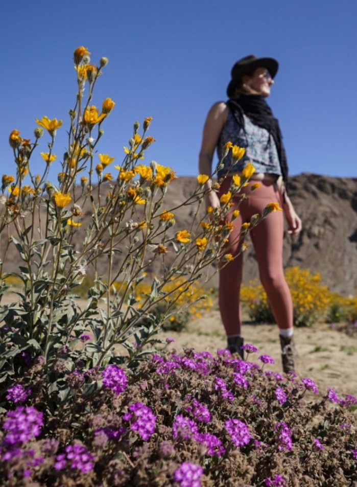 Monica in the Anza Borrego wildflower fields, one of The Best California Flower Fields.