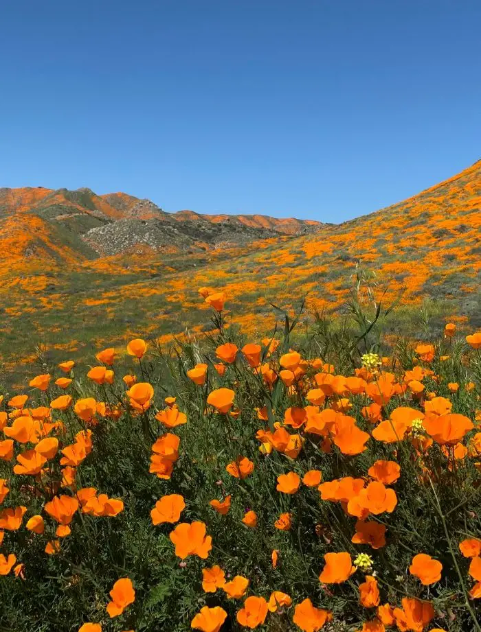 California Poppies in Antelope Valley, one of The Best California Flower Fields.