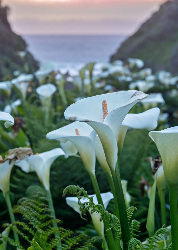 Crisp white calla lilies, one of The Best California Flower Fields.