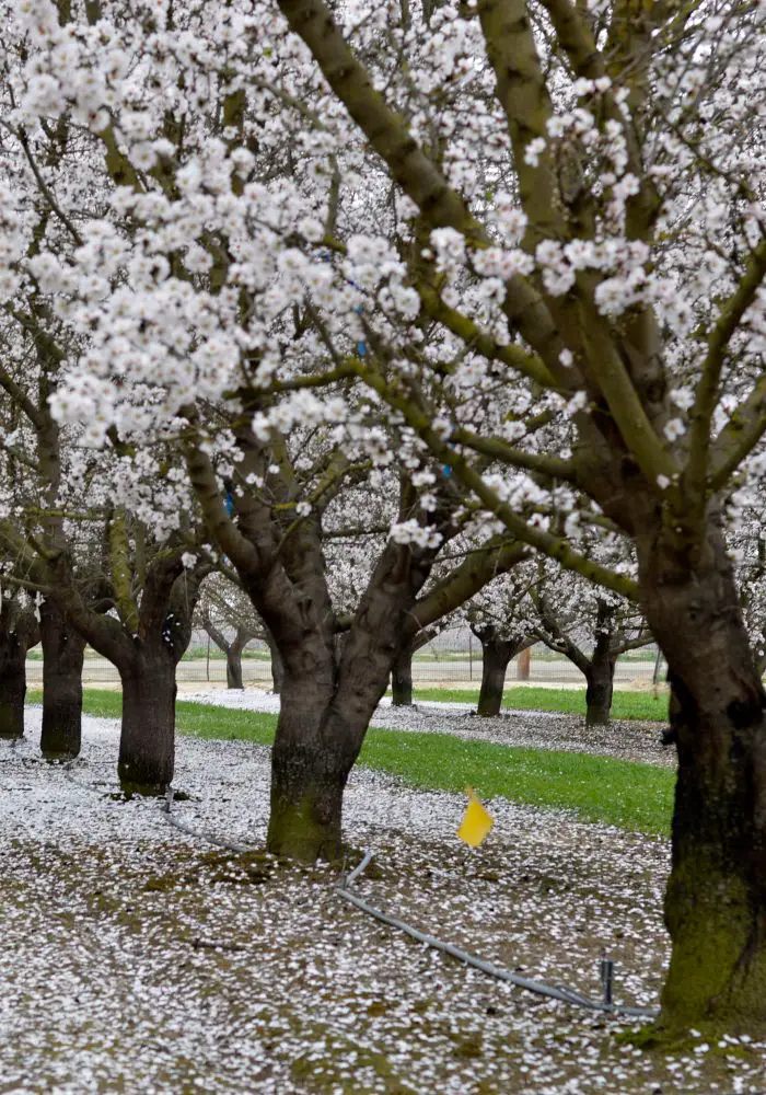Puffy white almond blossoms, one of The Best California Flower Fields.