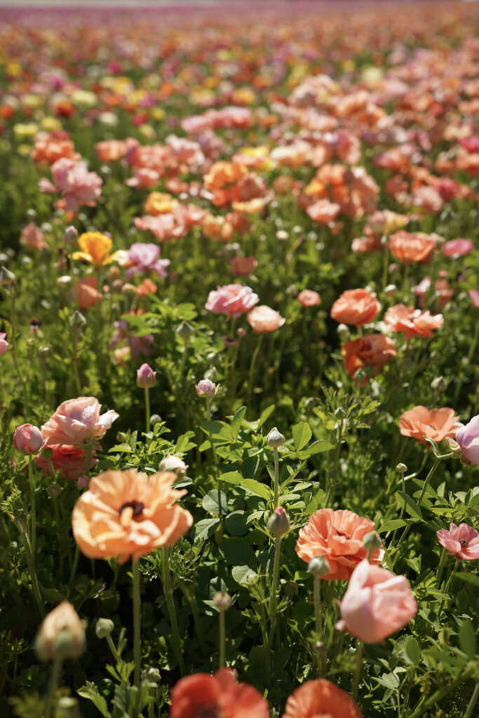 Pastel pink and rose gold flowers at The Carlsbad Flower Fields.