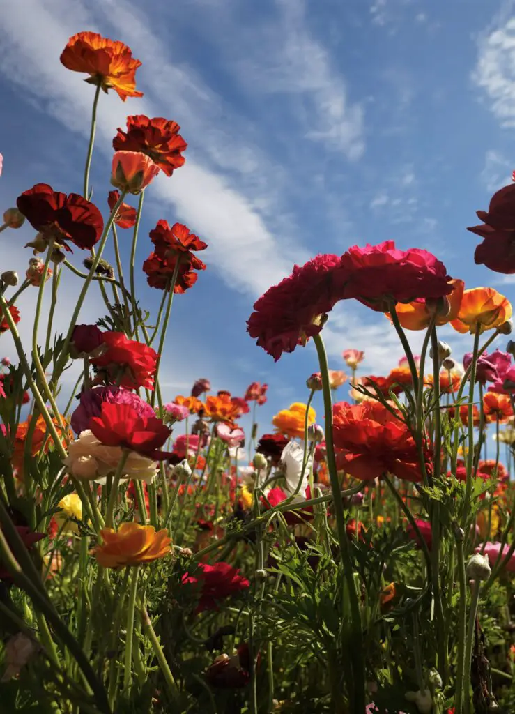 A mix of colorful flowers in the pink, orange, and red Carlsbad Flower Fields.