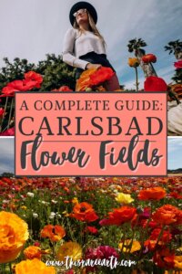 The Carlsbad Flower Fields Complete Guide - This Rare Earth