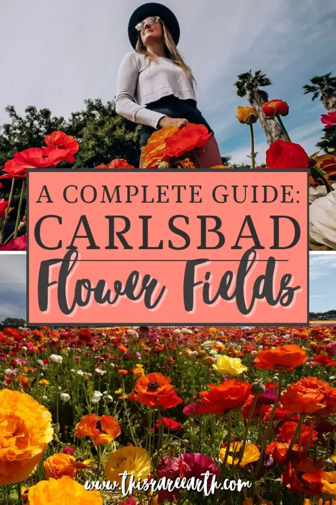 The Carlsbad Flower Fields Complete Guide Pinterest pins.