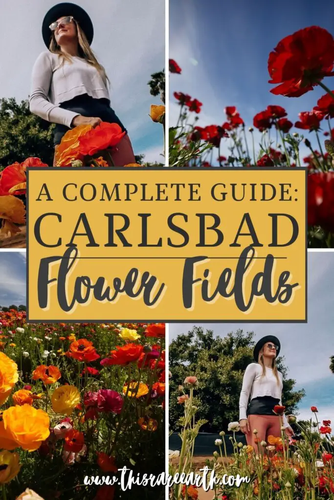 The Carlsbad Flower Fields Complete Guide Pinterest pin.
