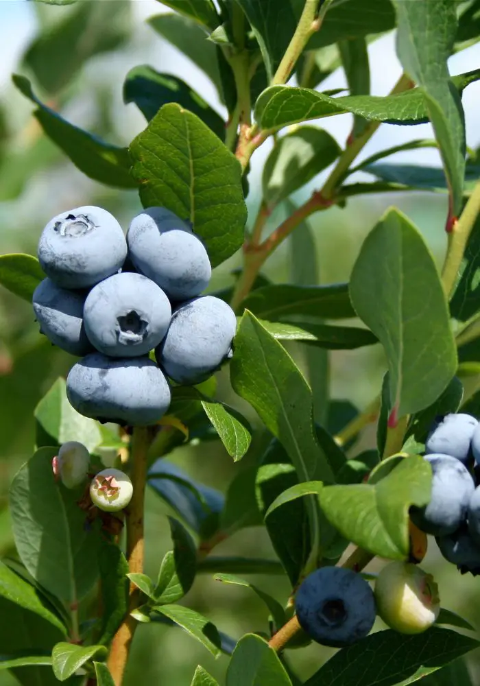 Plump blueberries on a bush at Carlsbad Flower Fields.