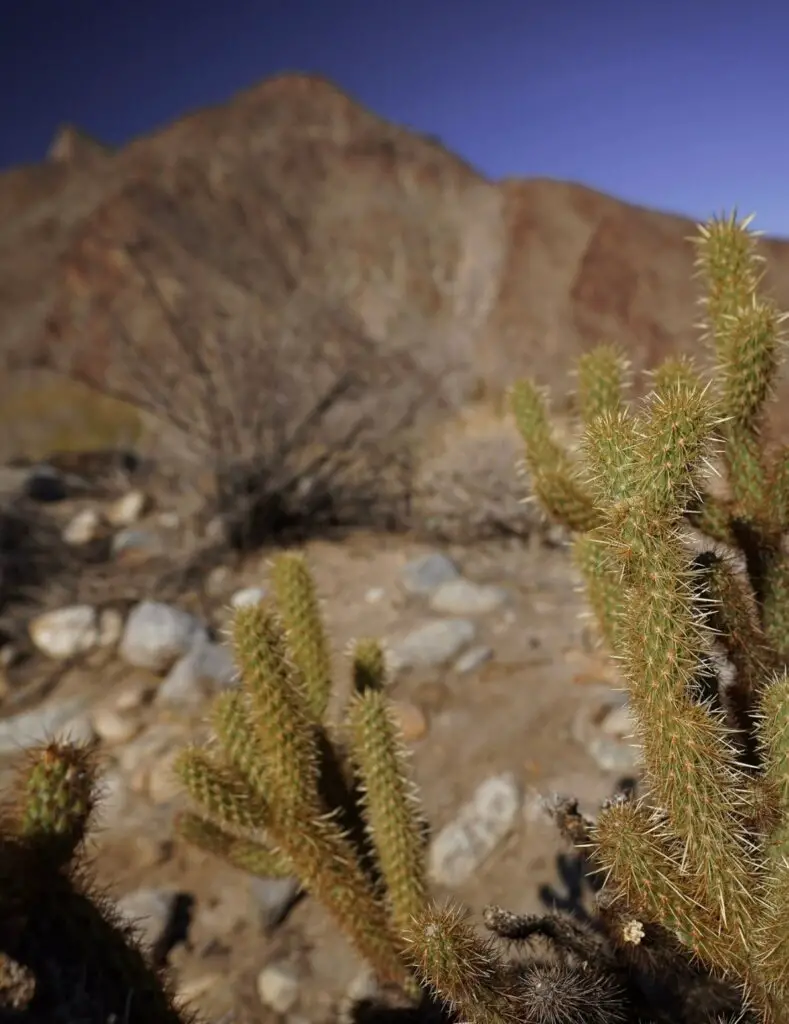 A cactus at Anza Borrego, where to visit after The Carlsbad Flower Fields.