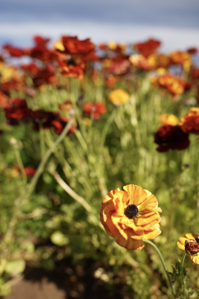 Yellow and red ranunculus at Carlsbad Flower Fields, one of the best places to visit in California in March.