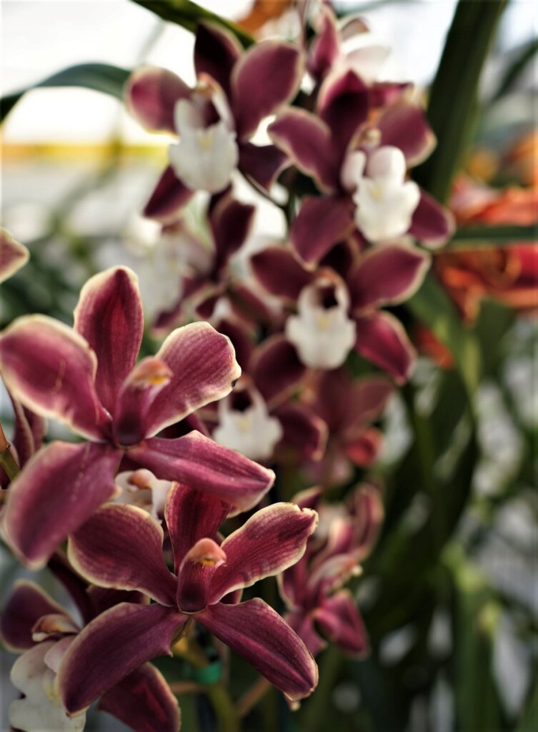 Purple orchids in the Carlsbad Flower Fields greenhouse.