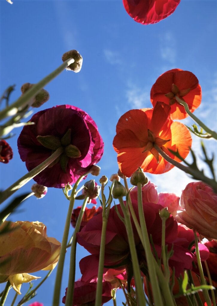 Bright pink flowers reaching toward the sun at The Carlsbad Flower Fields.