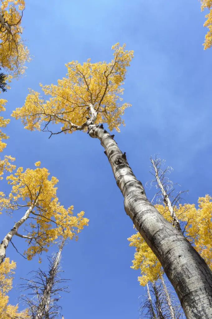 See the fall foliage in Flagstaff, one of the best Arizona Bucket List Things To Do.