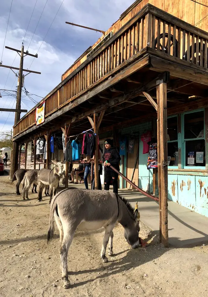 The wild burros of Oatman, one of the best Arizona Bucket List Things To Do.