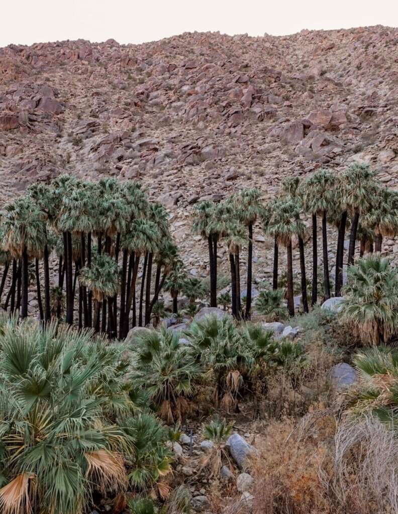 The lush green oasis at the end of the hike, one of Things To Do in Borrego Springs, California.