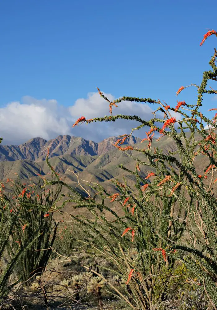 The Borrego Springs mountains in bloom, one of Things To Do in Borrego Springs, California.