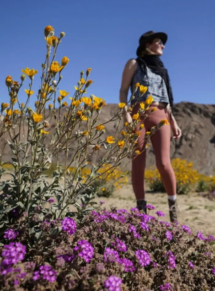 Monica checking out the spring blooms, one of Things To Do in Borrego Springs, California.