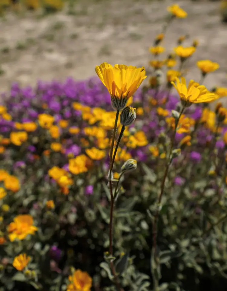 The vibrant wildflowers, one of Things To Do in Borrego Springs, California.