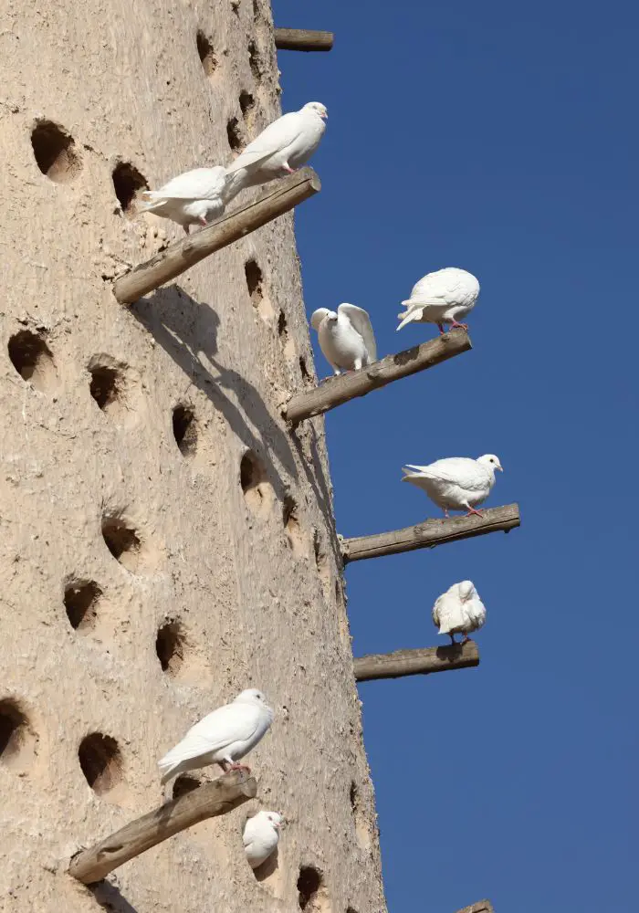 Pigeons purchased on the sand-colored towers at Doha.