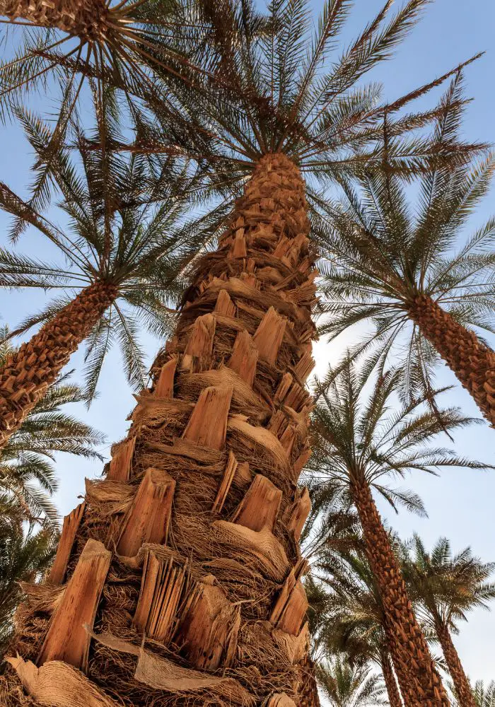 Date palms in the desert on A Liwa Desert Safari.
