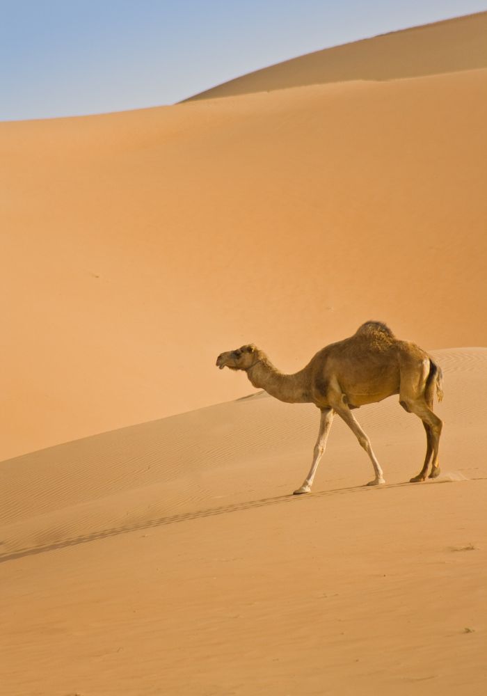 A camel walking alone, seen on A Liwa Desert Safari.