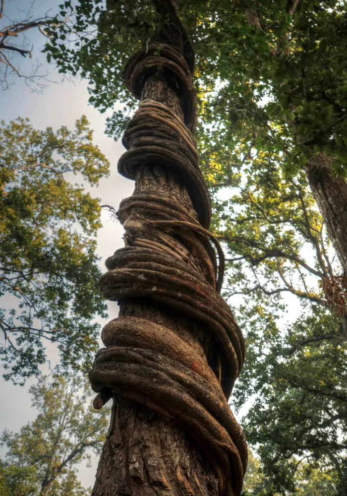 A tall tree in Chitwan with vines wrapped round the trunk - Is Nepal Safe for Solo Female Travel?