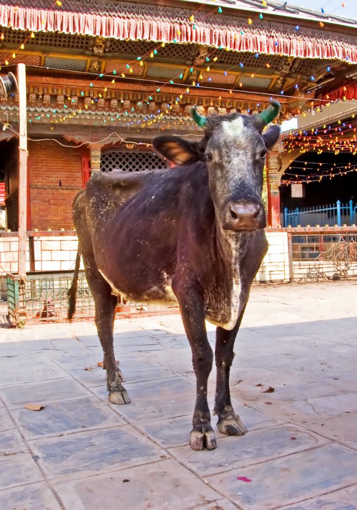 A cow walking the streets in Nepal - Is Nepal Safe for Solo Female Travel?