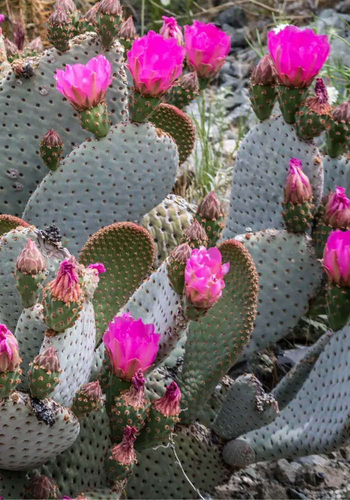 A cactus in bloom at the Moorten Botanical Garden and Cactarium in Palm Springs.