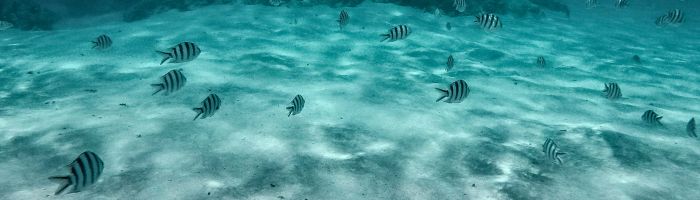 Black and white striped fish swimming underwater in the Cook Islands.