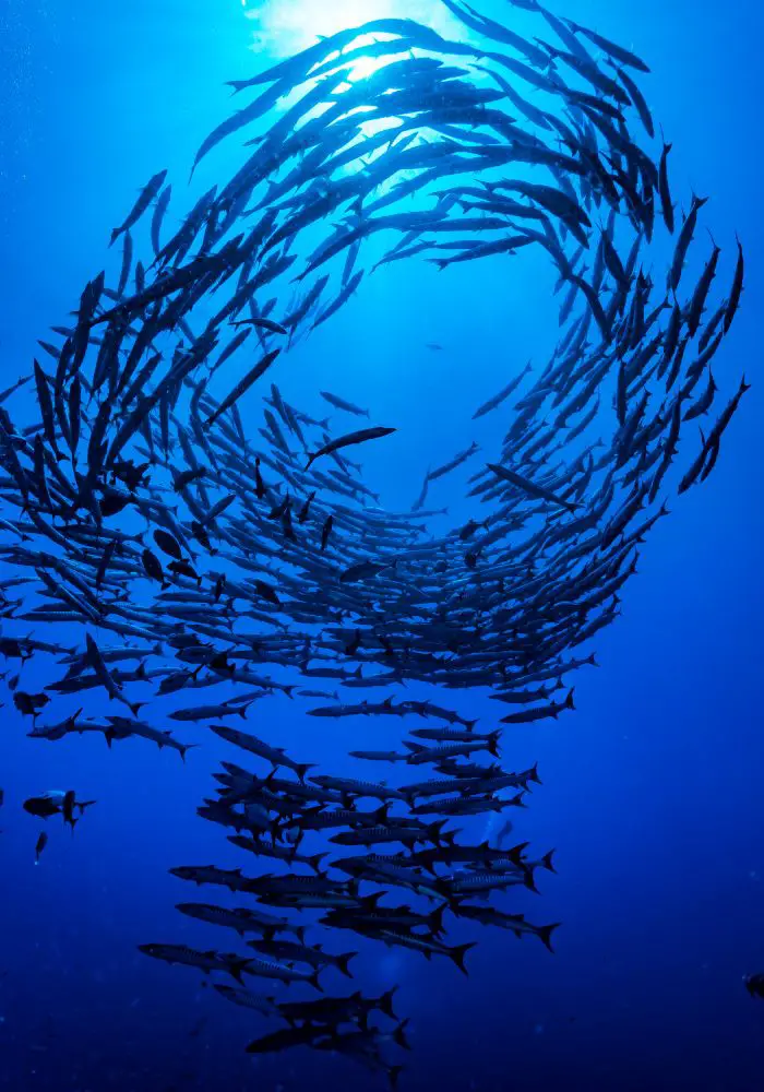 A large grouping of barracudas in Aruba.