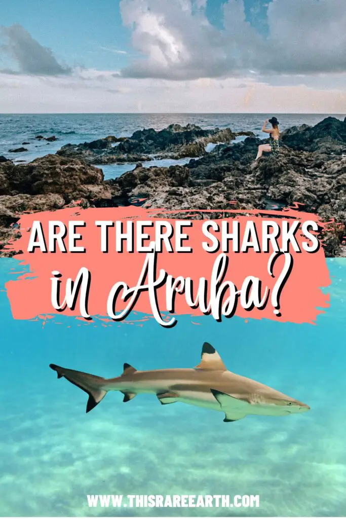 Are There Sharks in Aruba? Pinterest pin.