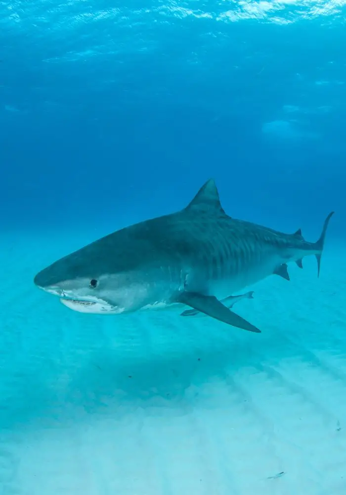 Are There Sharks in Aruba? A 2023 Guide This Rare Earth