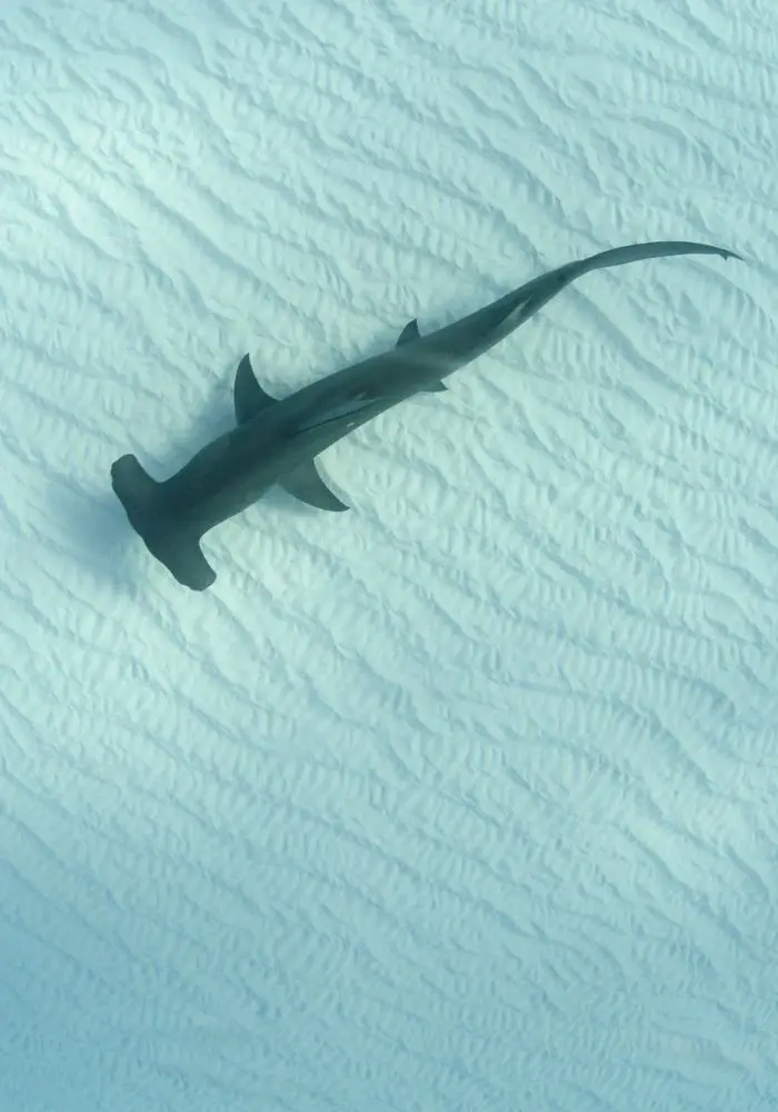 A hammerhead shark, occasionally seen in Aruba, swimming above the white sandy ocean bottom.