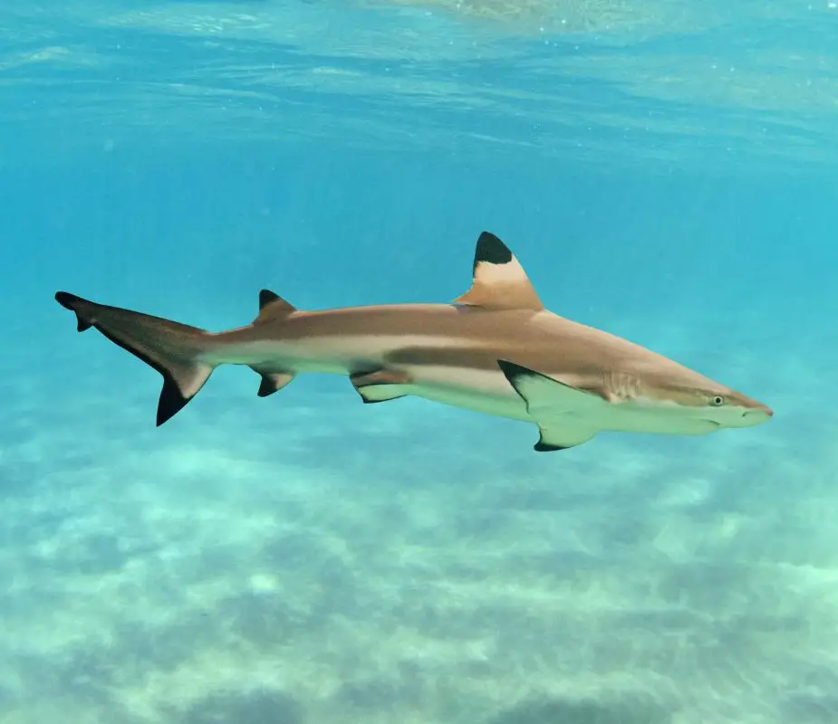 One of many blacktip sharks in Aruba, swimming the clear water, the most common type you might see.