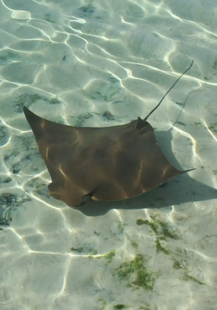 A manta Ray swimming in Bora Bora.