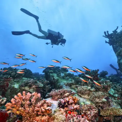 A scuba diver exploring the tropical fish and coral underwater in French Polynesia.