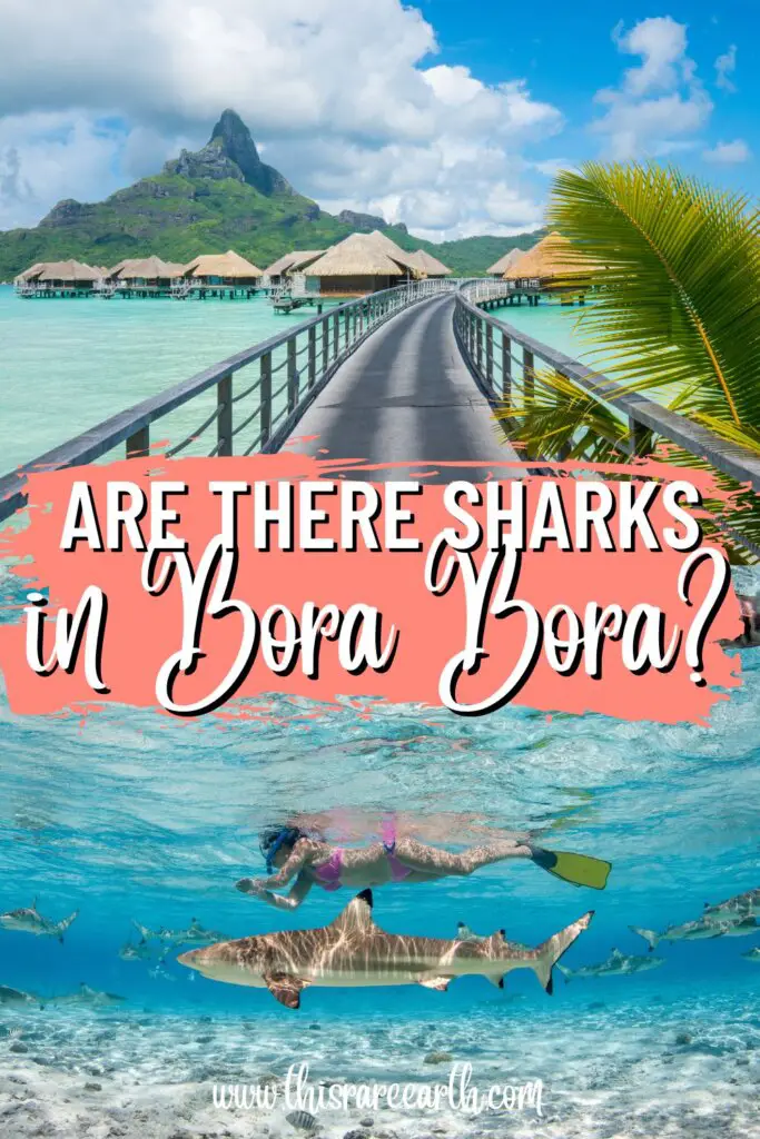 Are there Sharks in Bora Bora Pinterest pin.