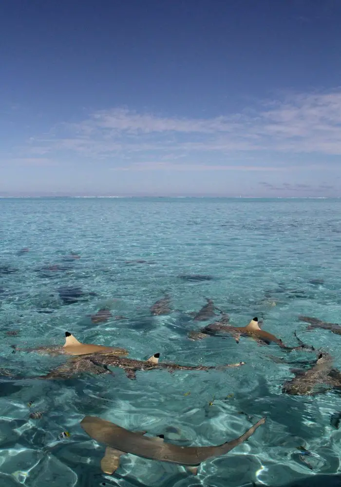 Blacktip reef sharks in Bora Bora's clear blue water.