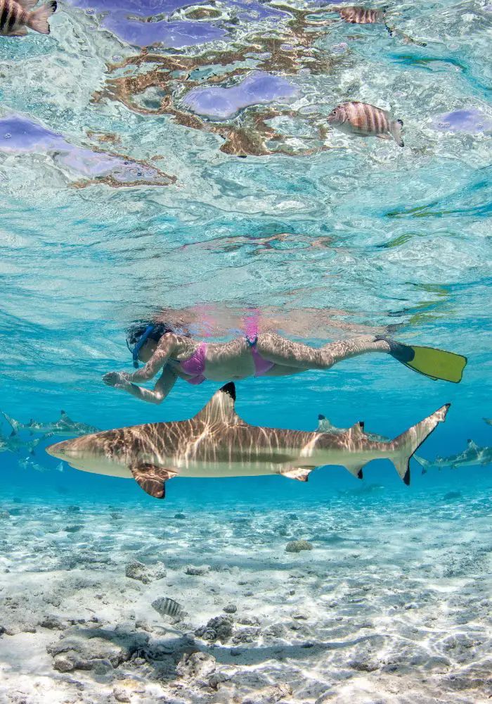 A girl snorkeling with sharks in Bora Bora in the stunning blue water lagoon.