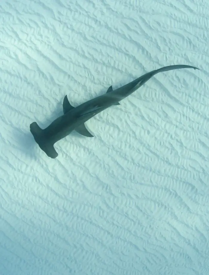 An overhead view of a hammerhead shark in the shallow lagoon.